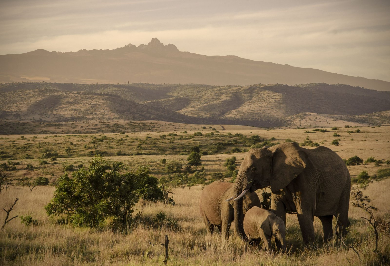Tarangire elephants