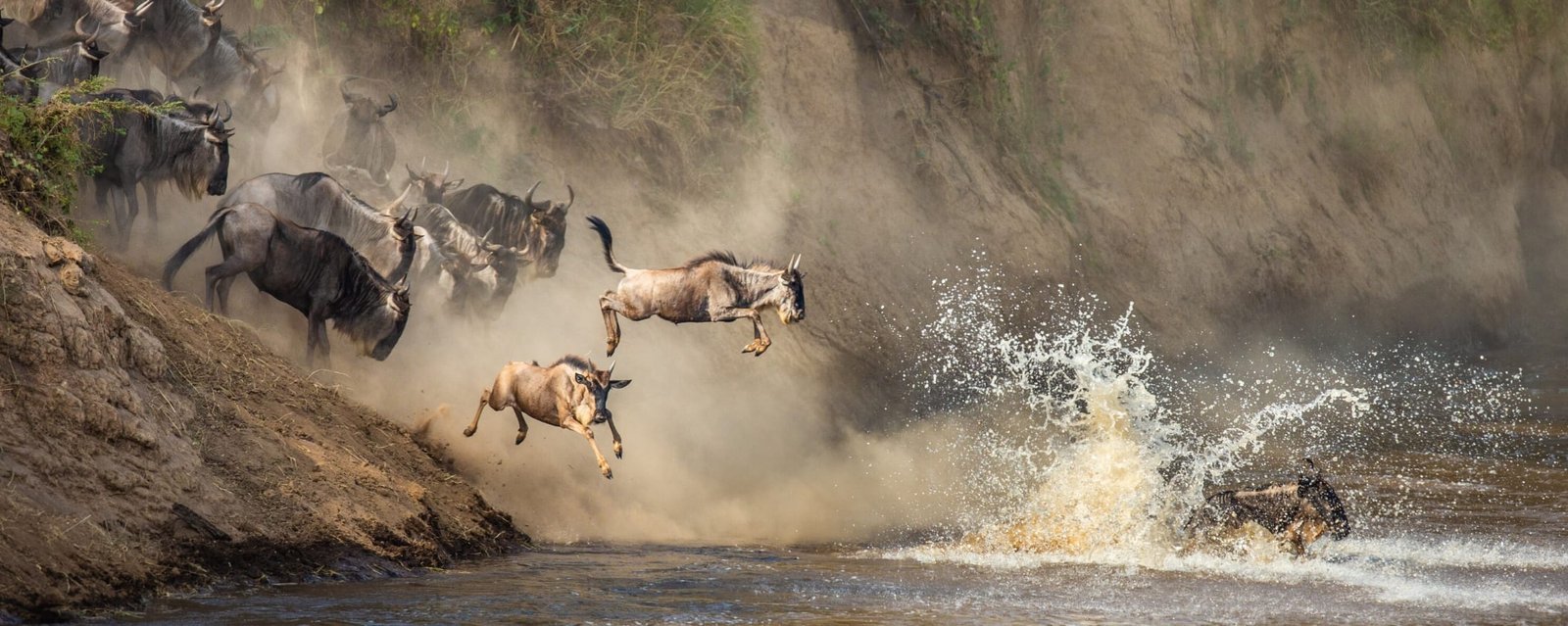 The Great Migration River Crossing Safari