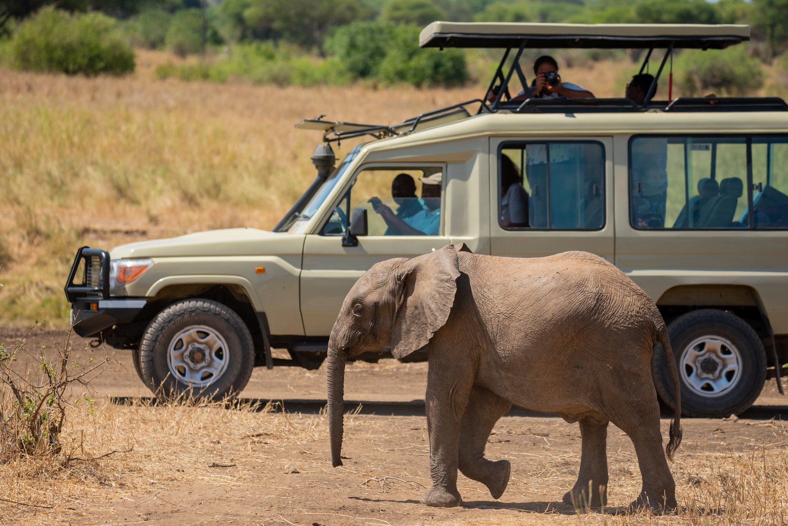 Tarangire National Park Day Trip Safari