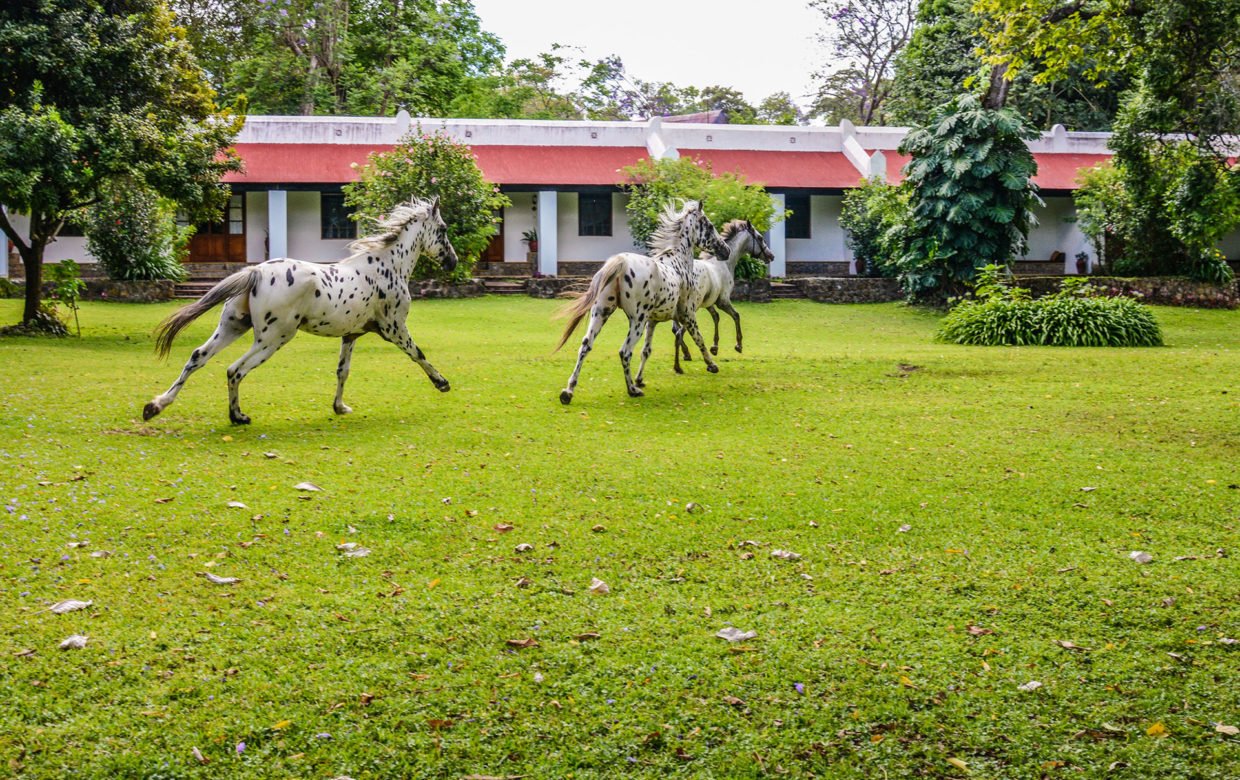 Horse Riding in Arusha