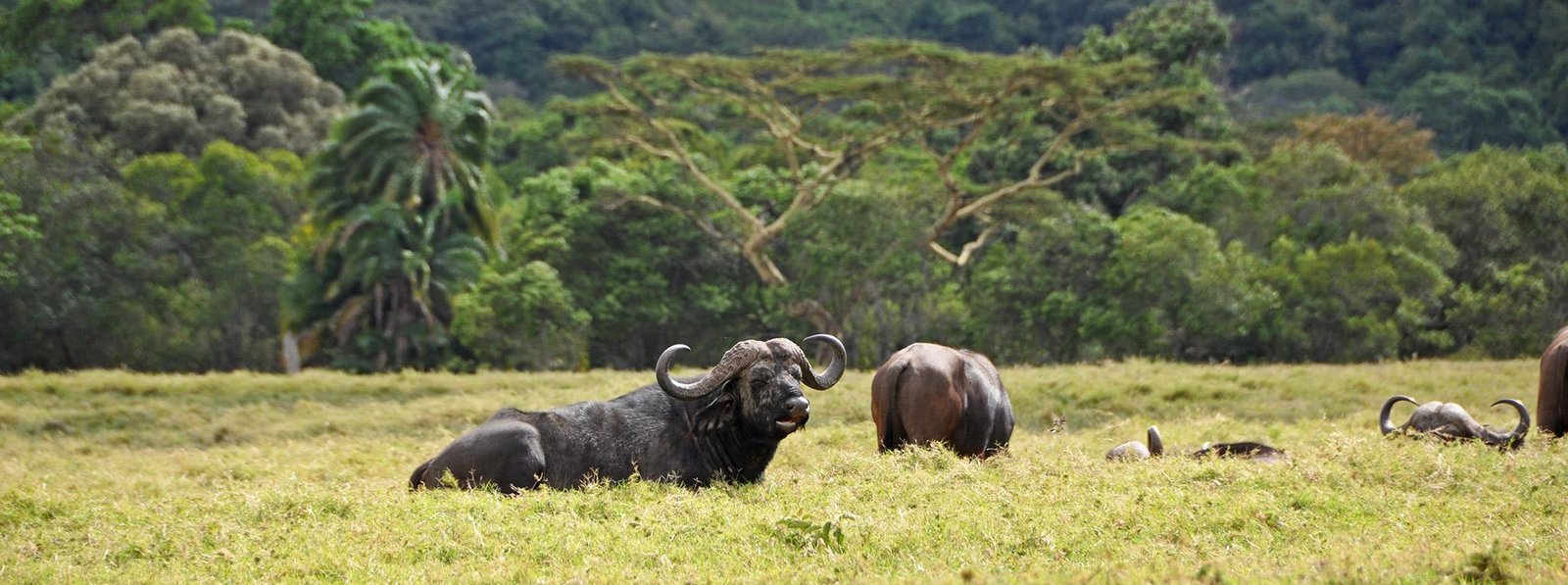 Arusha National Park Day Trip Safari