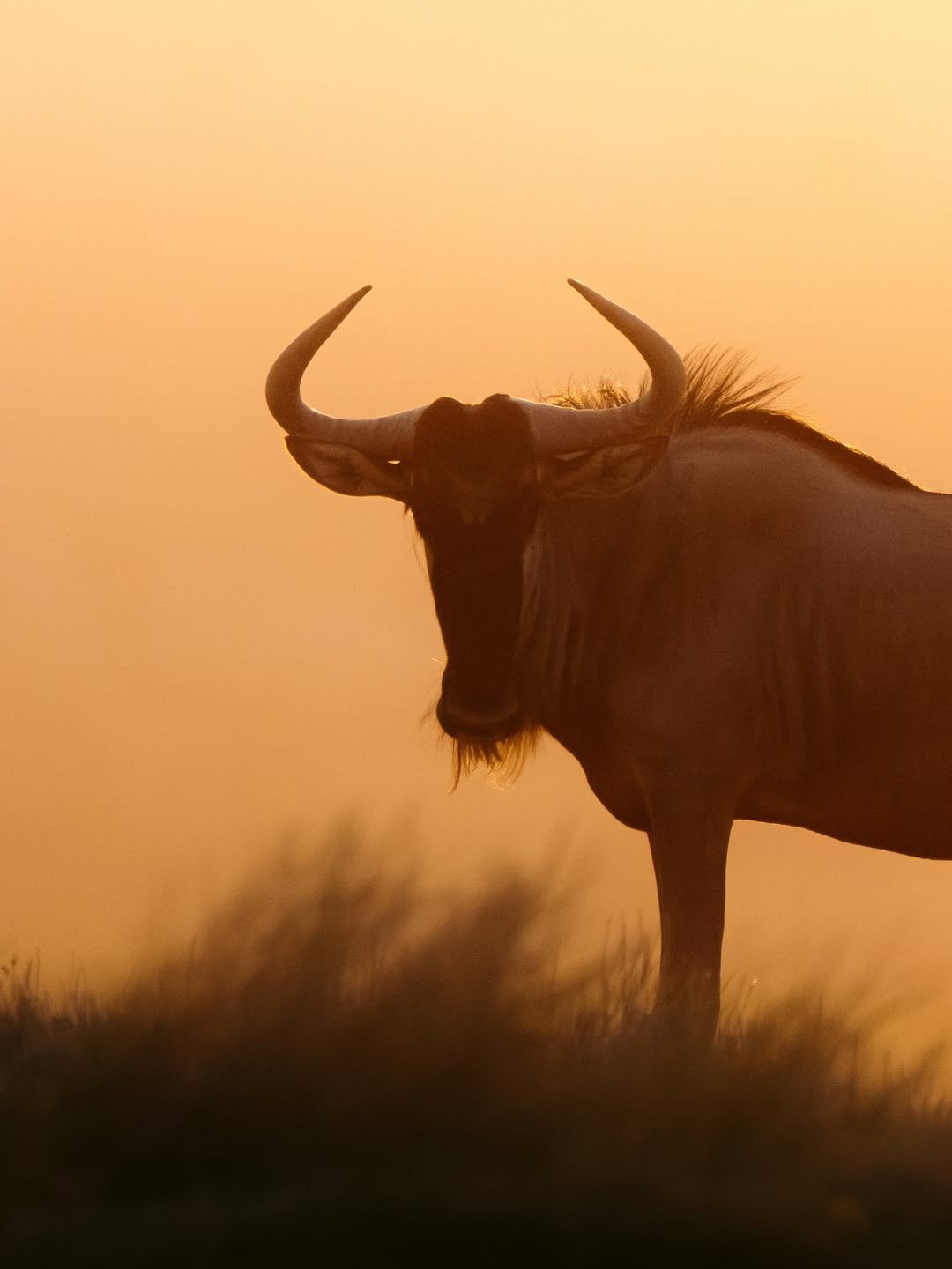 08 Days River Crossing Safari
