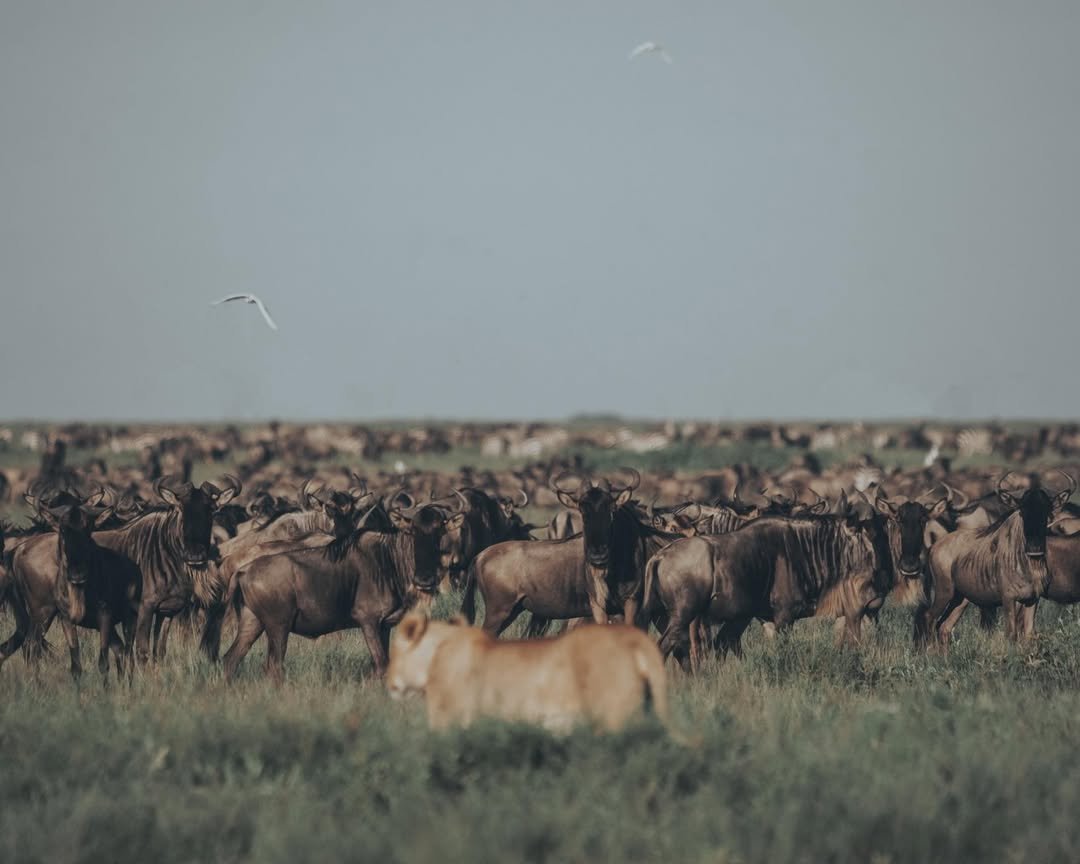 07 Days River Crossing Safari